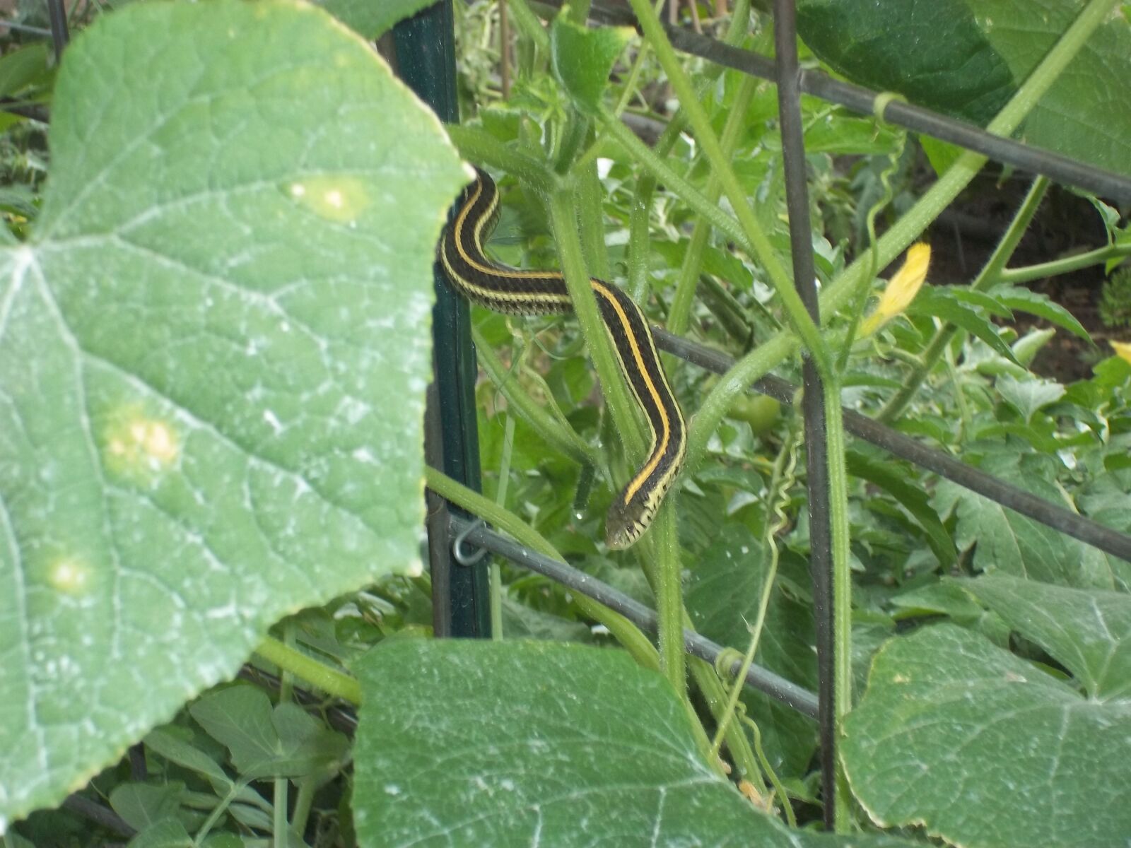 Kodak EASYSHARE M530 DIGITAL CAMERA sample photo. Cucumbers, garter, snake, trellis photography