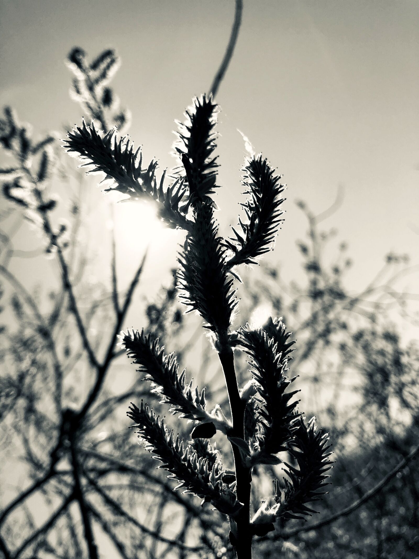 Apple iPhone 8 sample photo. Spring shrub, willow catkin photography