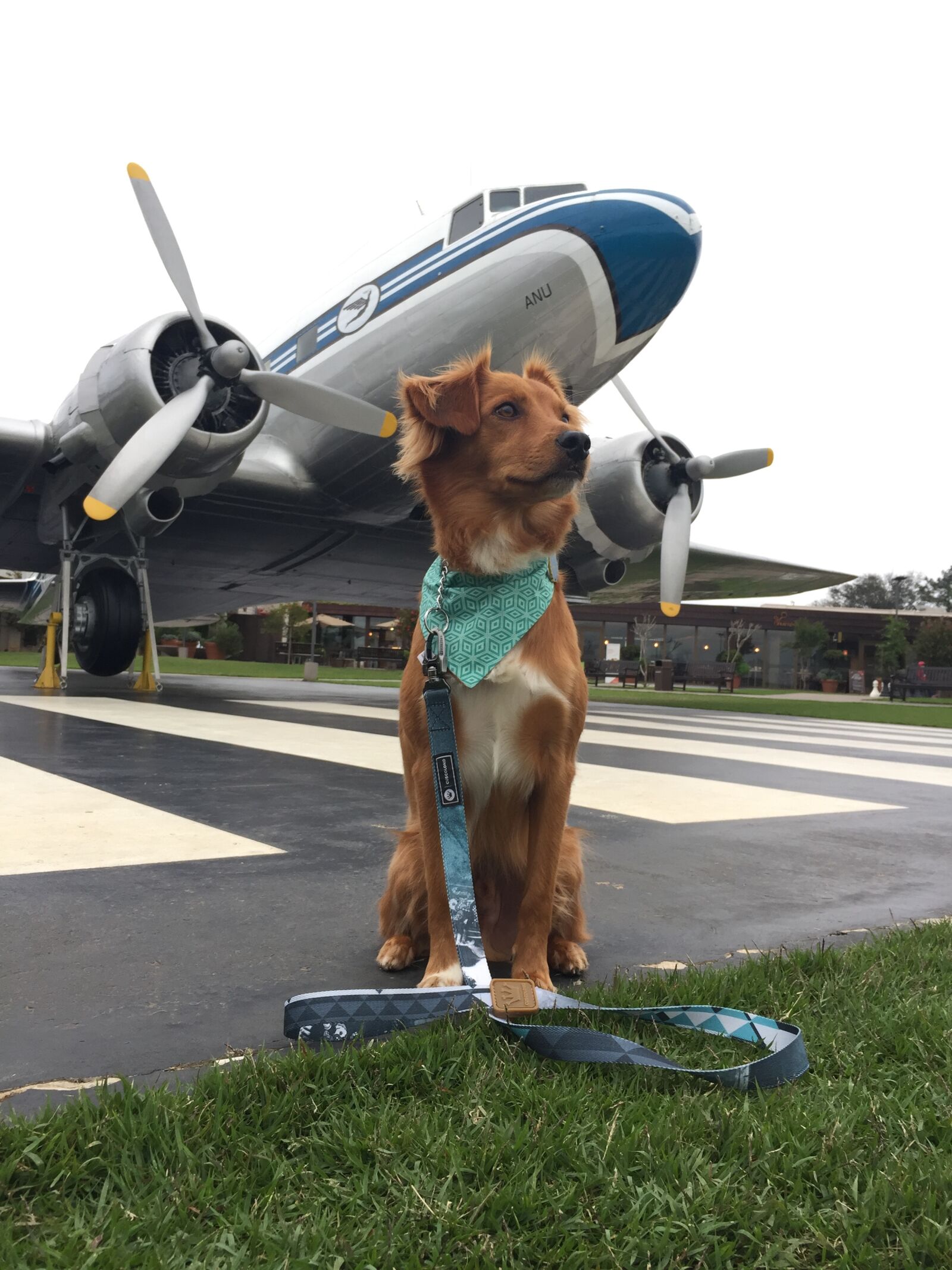 iPhone 6 back camera 4.15mm f/2.2 sample photo. Dog, plane photography