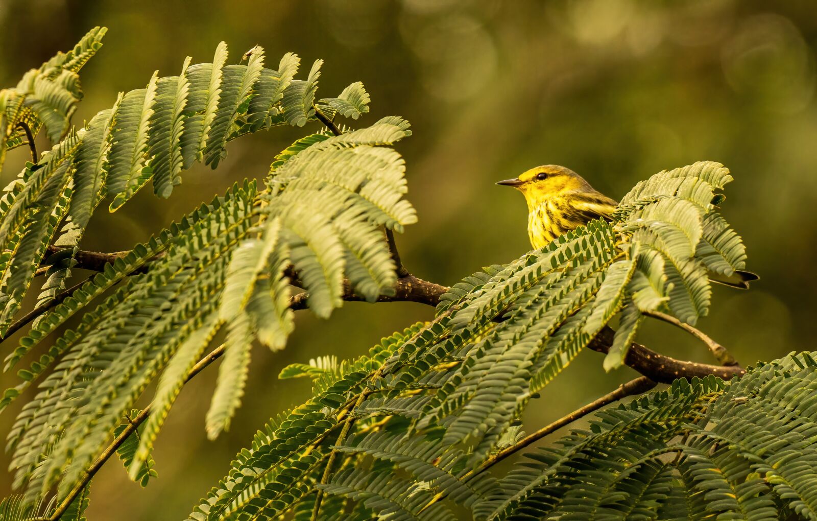 Sony a6400 sample photo. "Cape may warbler, warbler" photography