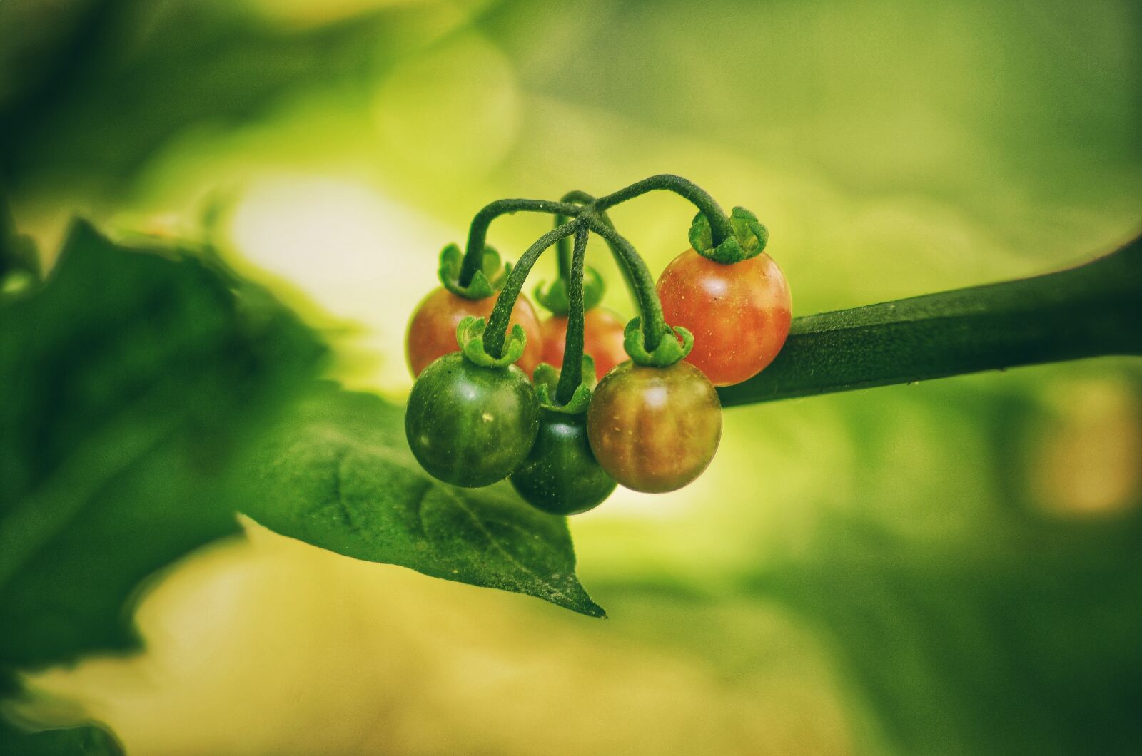 Nikon D5100 sample photo. Fruit, food, vegetable photography