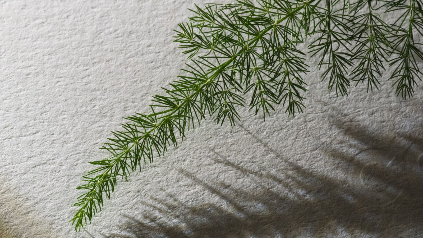 Sony ILCA-77M2 sample photo. Asparagus, green, nature, plant photography