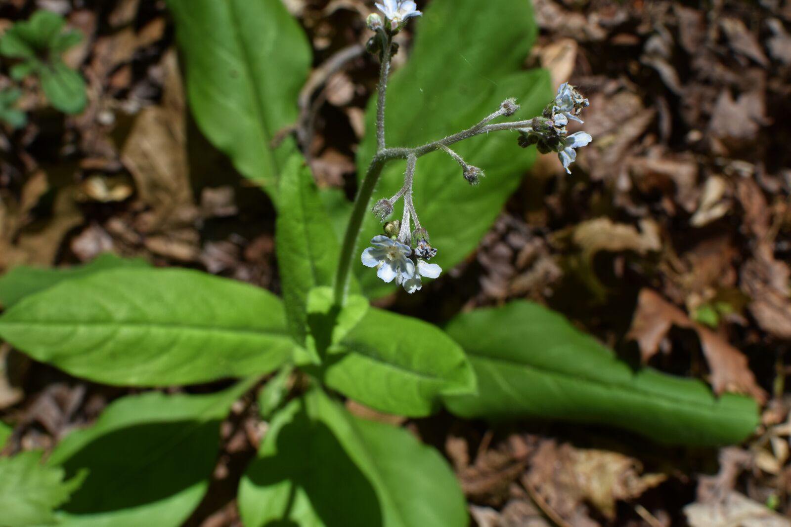 Nikon D3300 sample photo. Wild comfrey, blue, medicinal photography