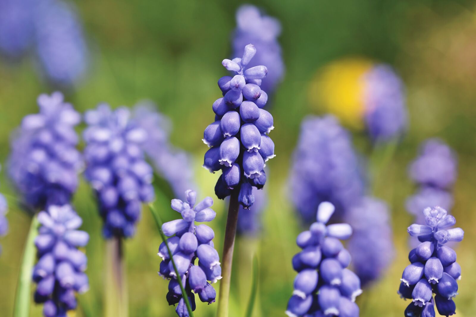 Nikon D7200 sample photo. Hyacinth, muscari, blue photography