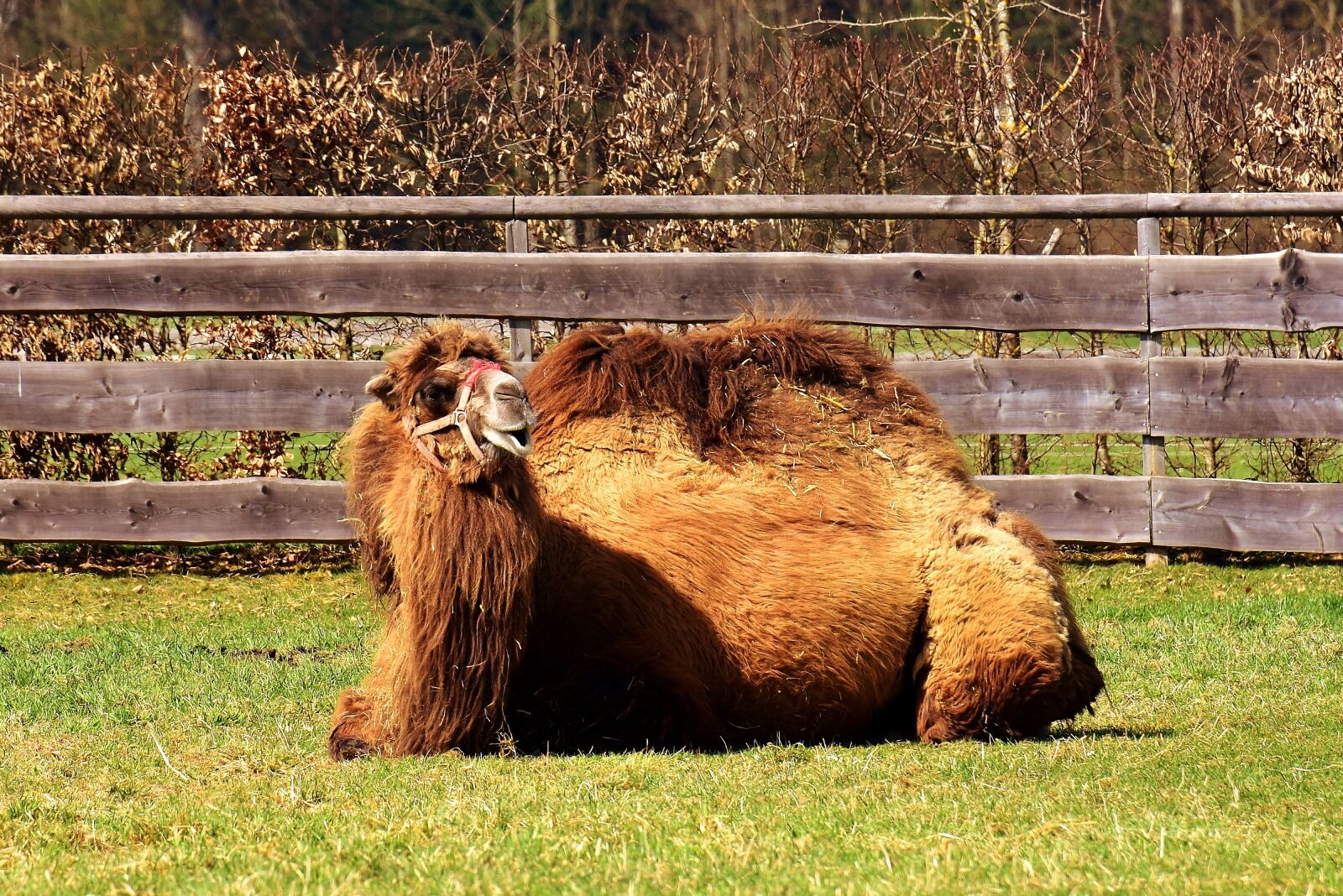 Nikon D7200 sample photo. Camel, lying, rest photography