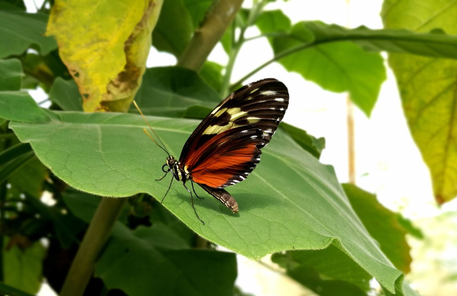 HUAWEI Honor 8 sample photo. Butterfly, leaf, pretty photography