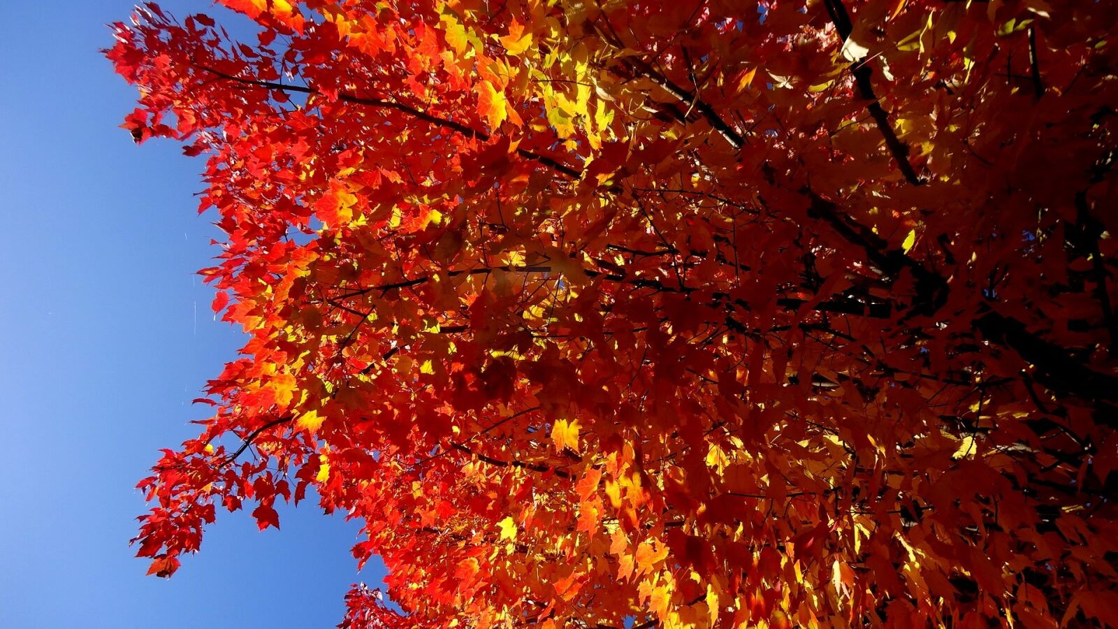 Sony Cyber-shot DSC-HX20V sample photo. Fall, leaf, season photography