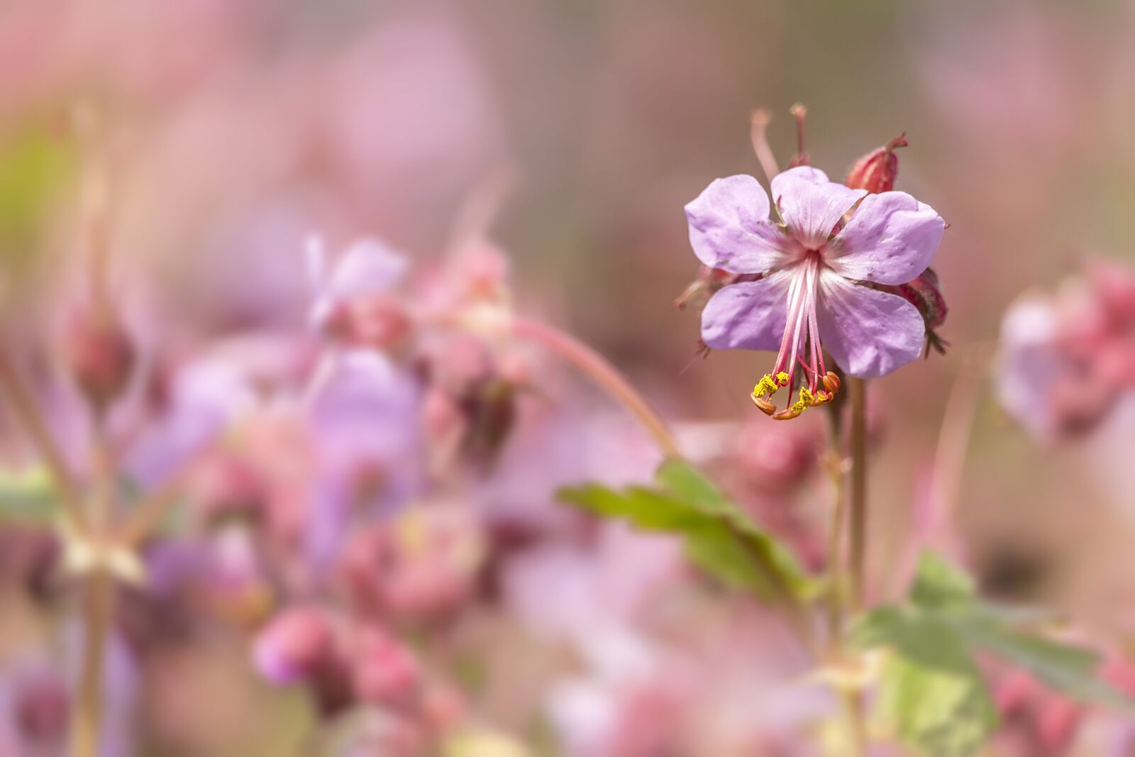 Canon EF-S 55-250mm F4-5.6 IS STM sample photo. Flower, nature, pink photography
