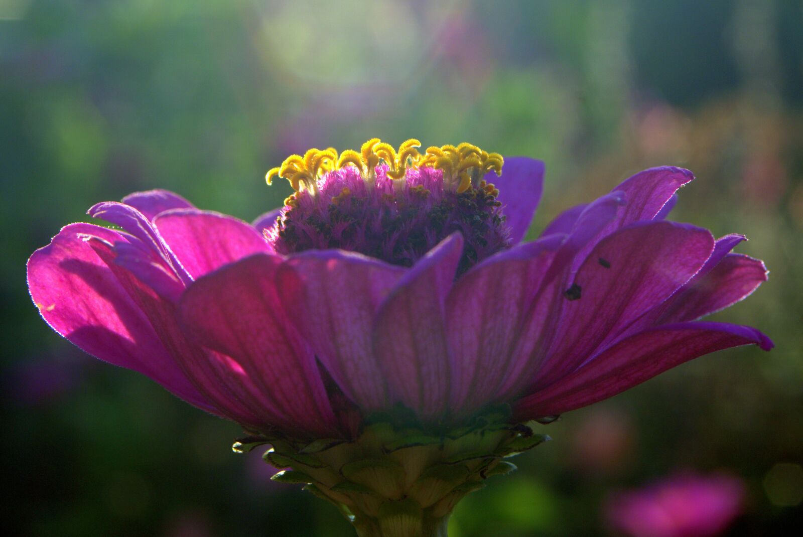 Pentax K-S2 sample photo. Zinnia, flower, violet photography