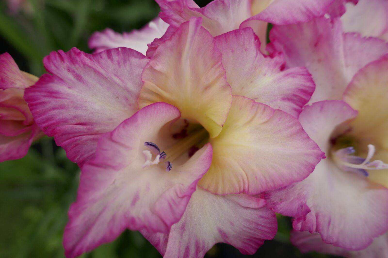 Panasonic DMC-TZ101 sample photo. Gladiolus, rose, flowers photography