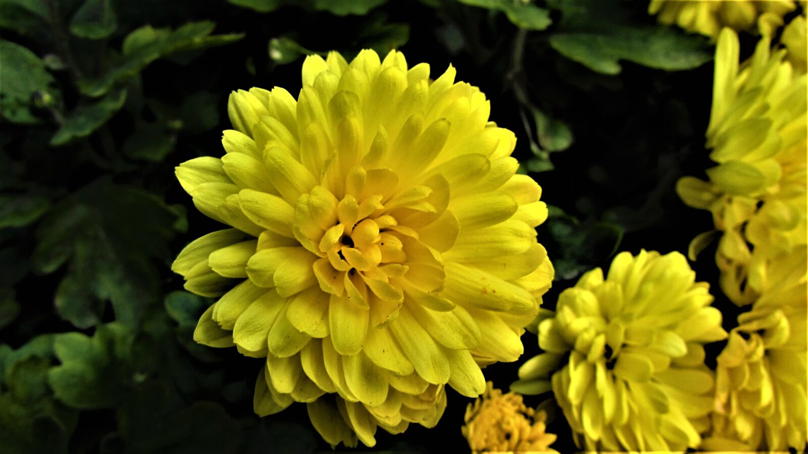 Canon PowerShot SX510 HS sample photo. Flower, nature, plant photography