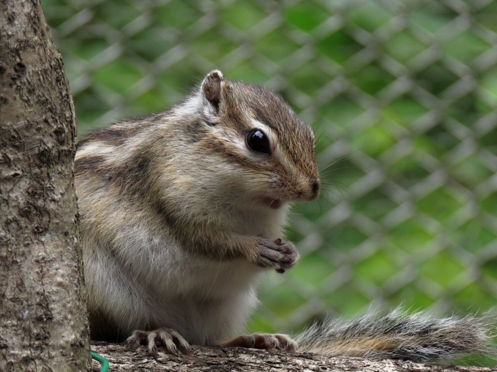 Canon PowerShot SX70 HS sample photo. Animal, squirrel, chipmunk photography