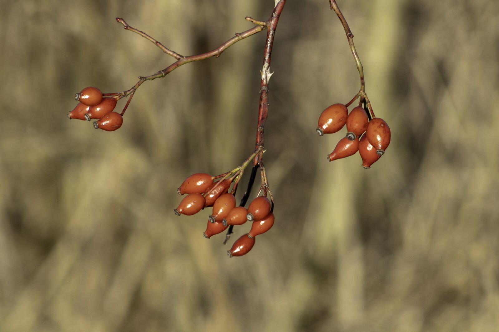 Canon EF75-300mm f/4-5.6 sample photo. Wildflower, rosehips, brian photography