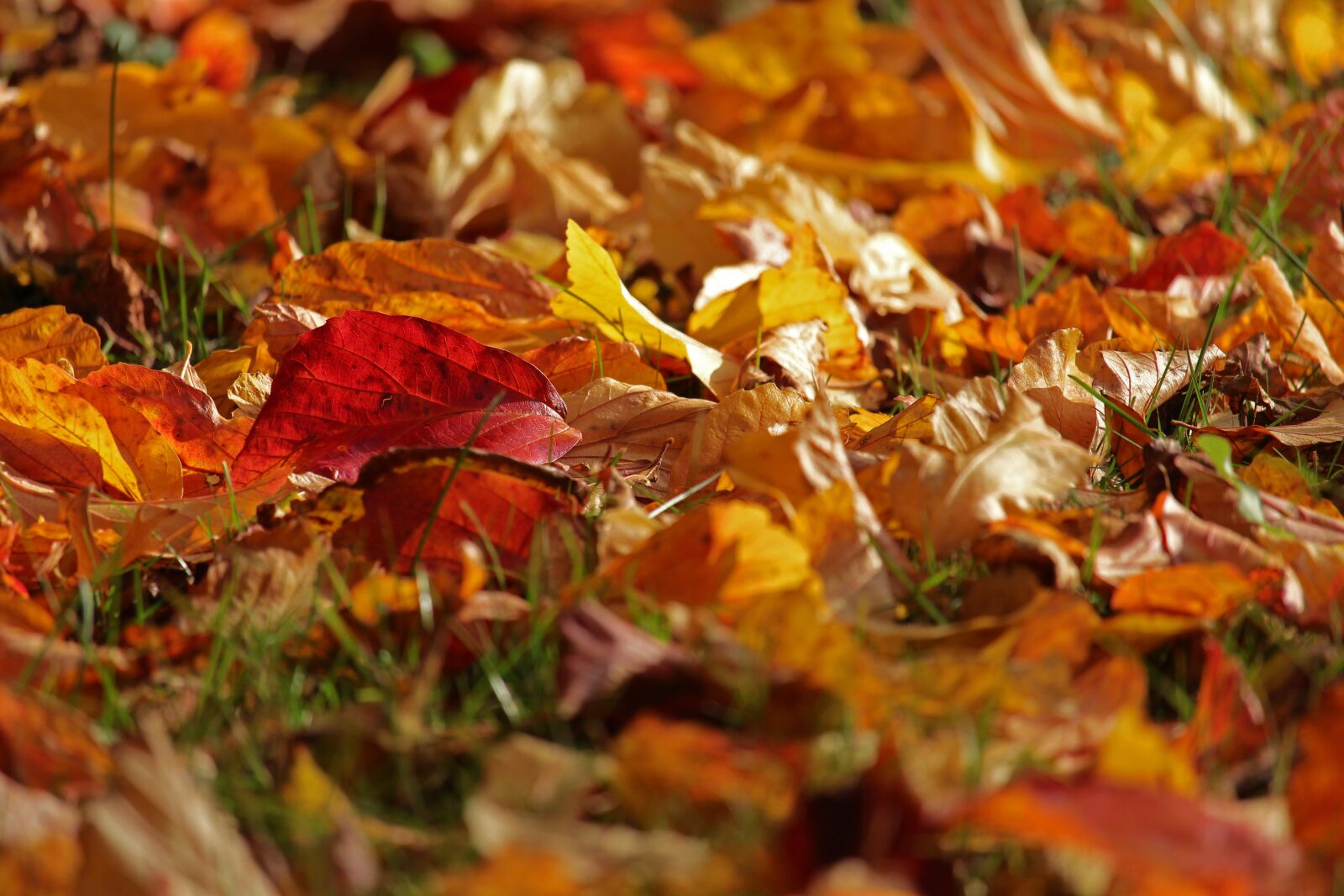 Canon EF-S 55-250mm F4-5.6 IS STM sample photo. Autumn, fall foliage, forest photography