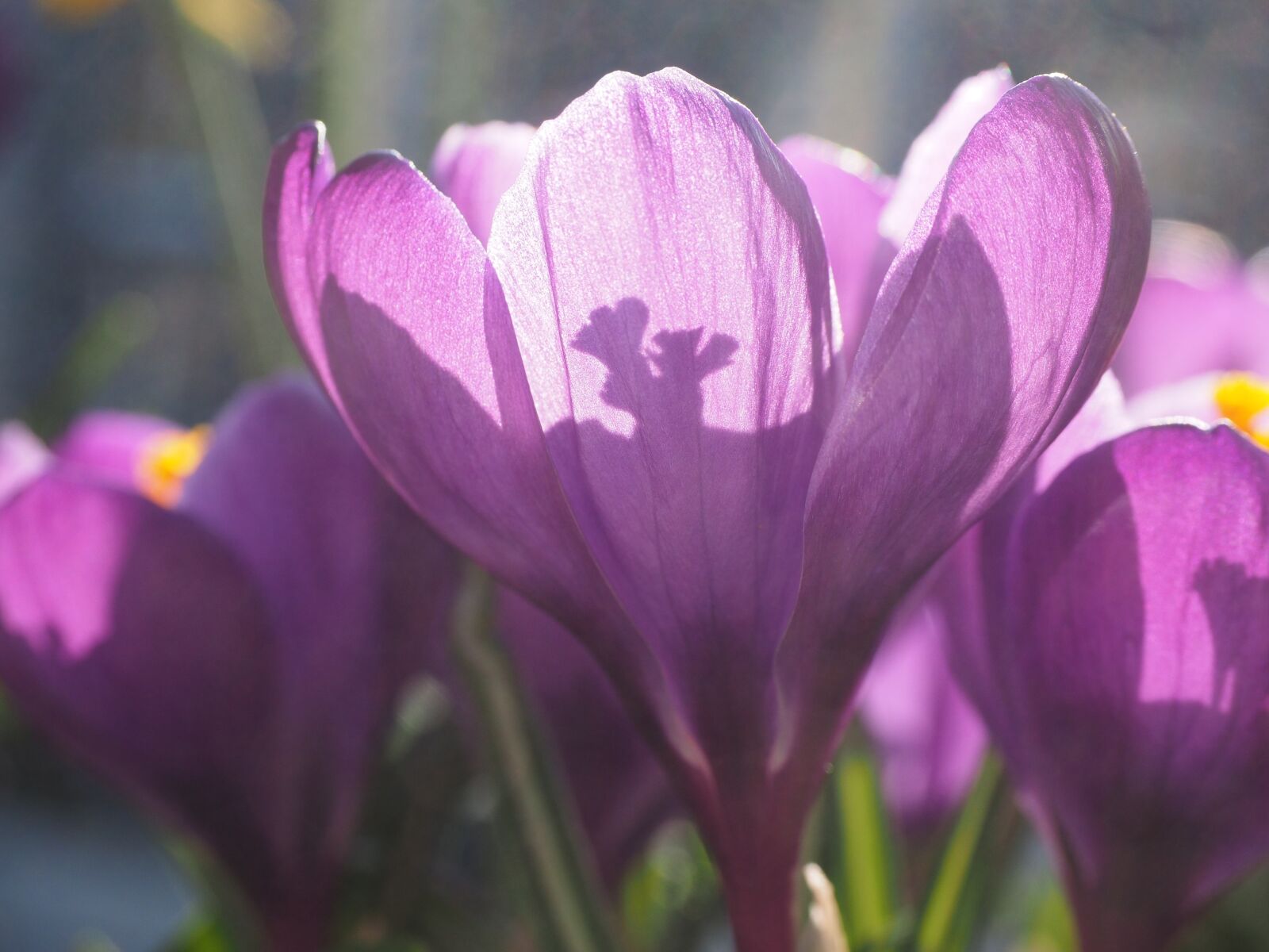 Olympus OM-D E-M1 + Olympus M.Zuiko Digital ED 12-40mm F2.8 Pro sample photo. Crocus, flower, backlighting photography