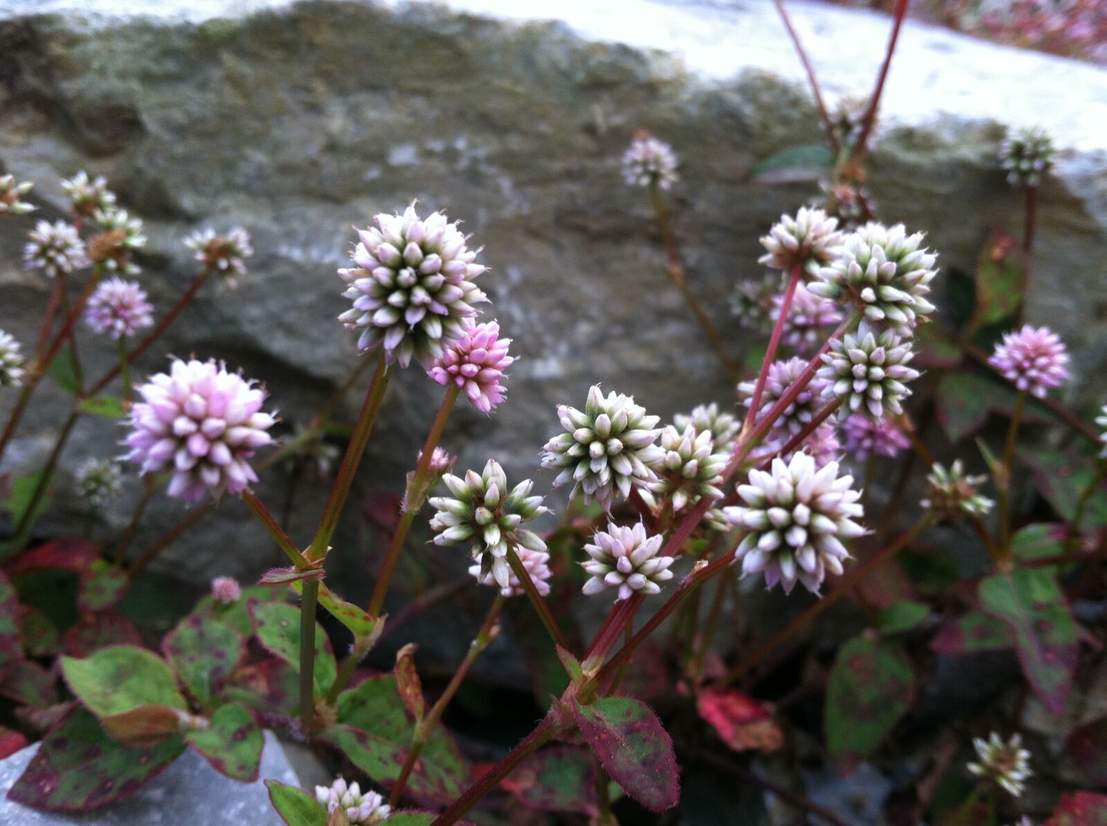 iPhone 4 back camera 3.85mm f/2.8 sample photo. Flower, flowers photography