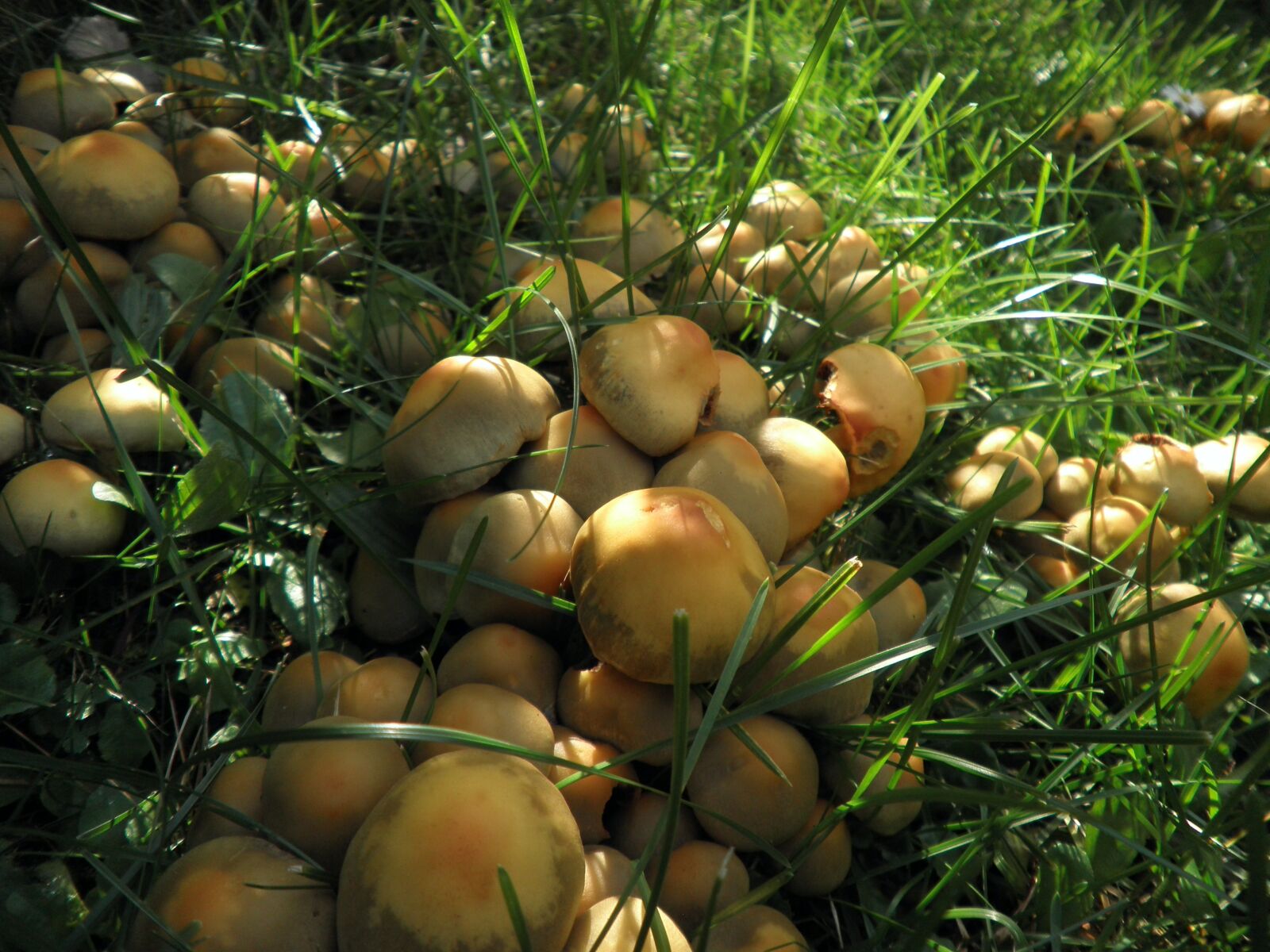 Olympus FE4010,X930 sample photo. Mushrooms, yellow, small photography