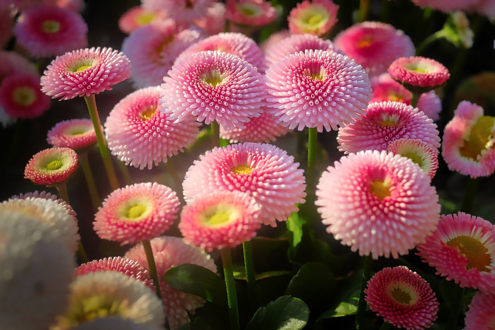 Panasonic Lumix DMC-GX7 sample photo. Flower, nature, plant photography