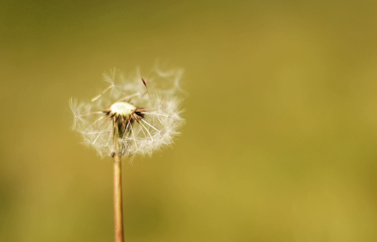Canon EOS 600D (Rebel EOS T3i / EOS Kiss X5) + Canon EF 50mm F1.4 USM sample photo. Nature, countryside, plant, dandelion photography
