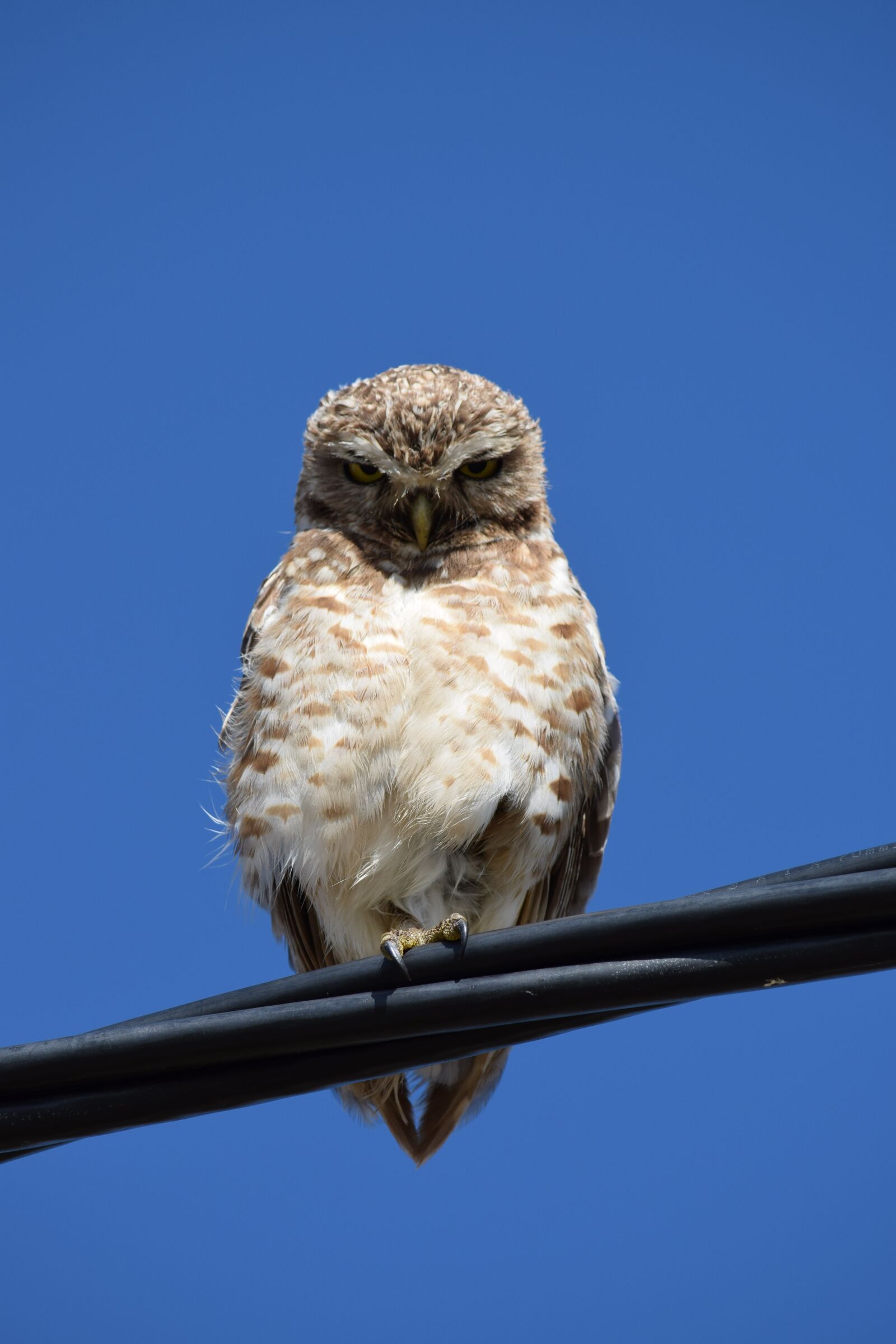 Nikon D5300 sample photo. Owls, birds, beach photography