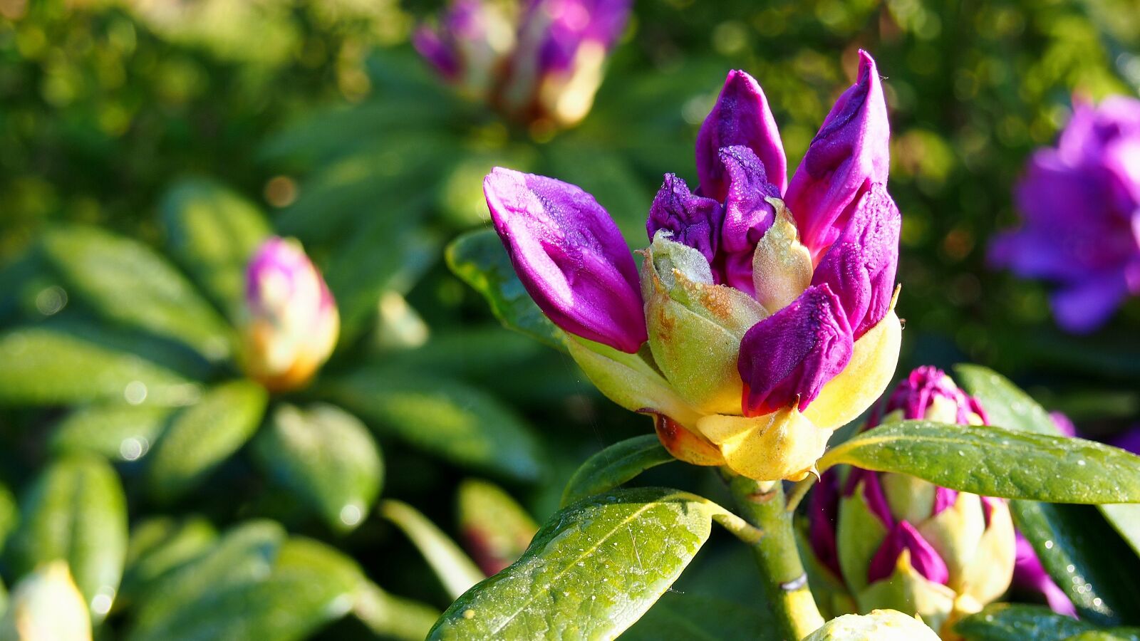 Olympus PEN E-PL6 sample photo. Rhododendron, flowers, plant photography