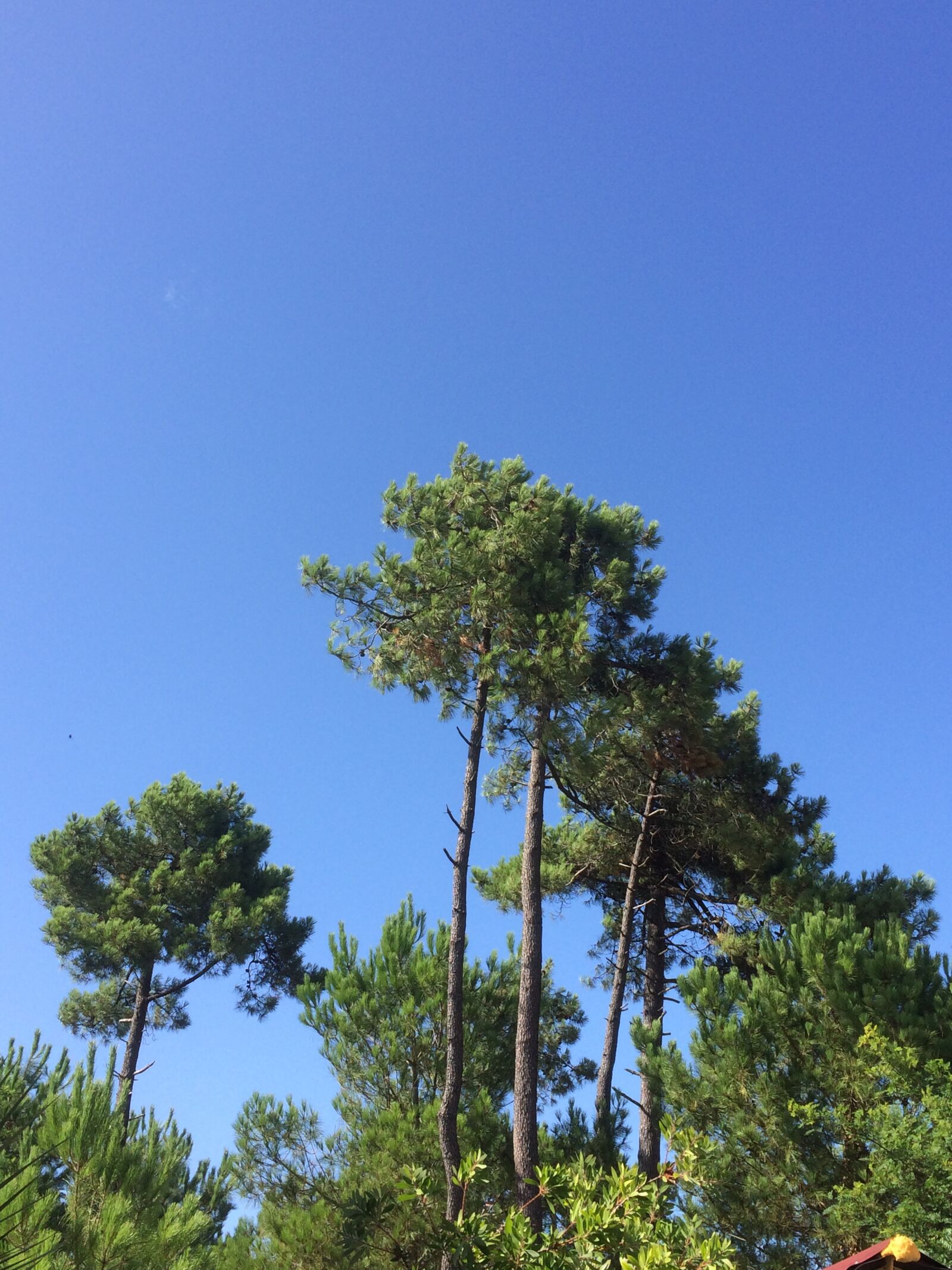 iPhone 5s back camera 4.15mm f/2.2 sample photo. Pine, trees, nature photography