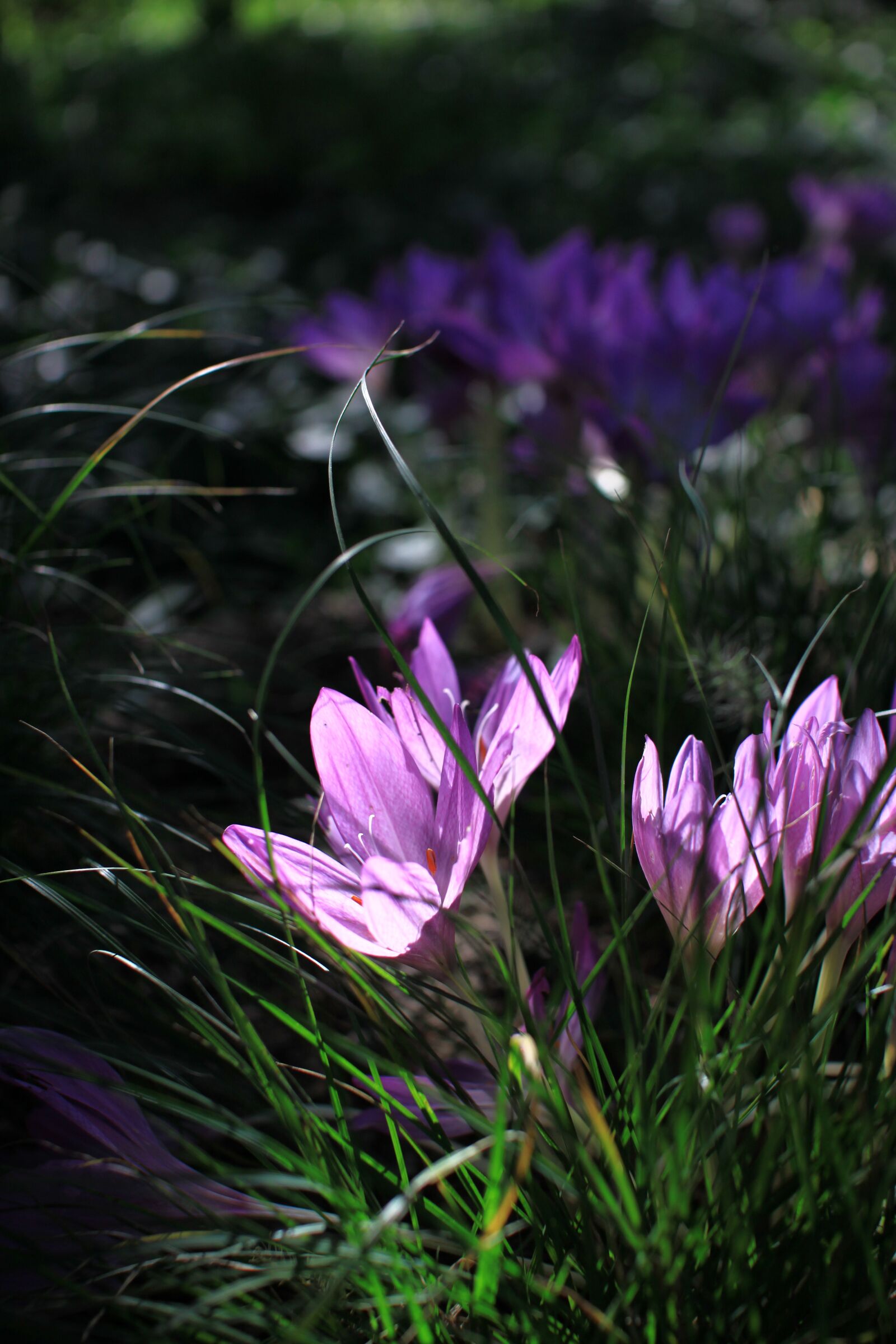 Canon EOS 500D (EOS Rebel T1i / EOS Kiss X3) sample photo. Flowers, nature, plants photography