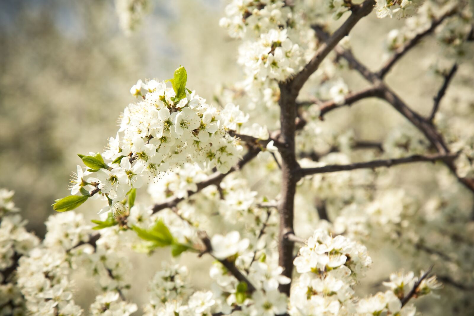 Canon EOS 5D Mark II sample photo. Apple blossom, blossom, bloom photography