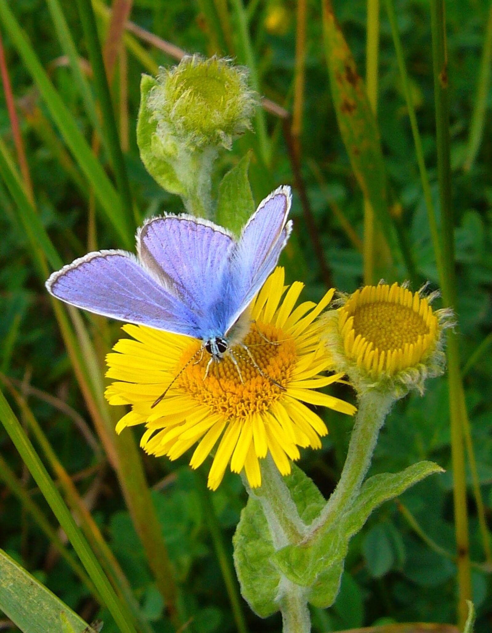 Panasonic DMC-FX9 sample photo. Common blue, butterfly, polyommatus photography