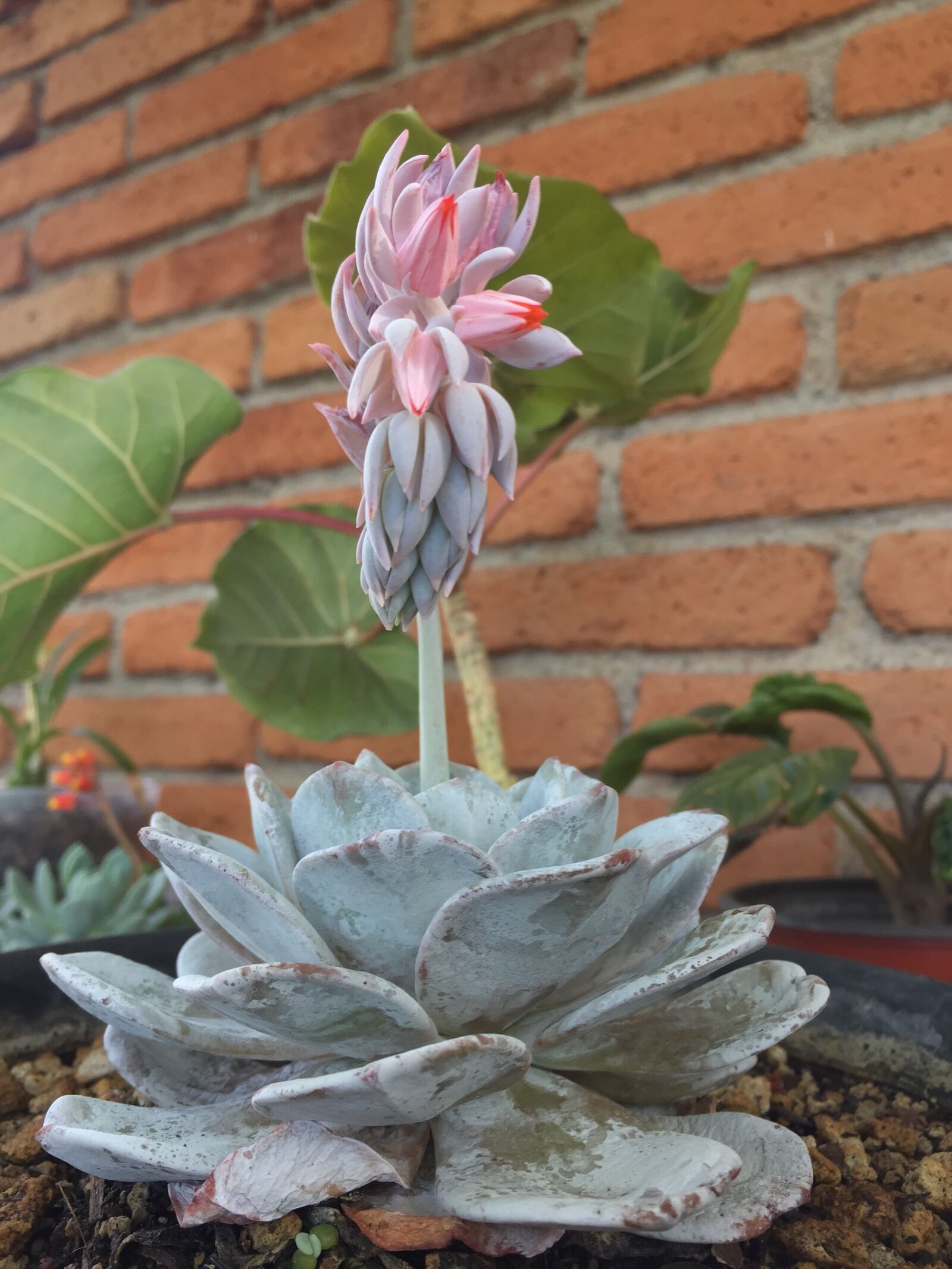 iPhone 6 Plus back camera 4.15mm f/2.2 sample photo. Plant, succulent, green photography