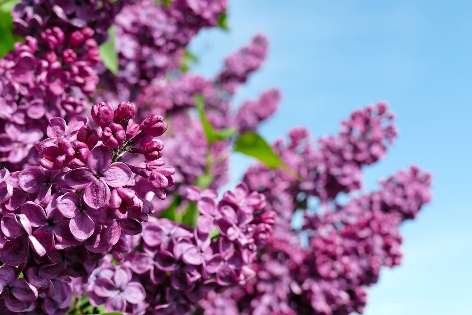 Panasonic Lumix DMC-FZ1000 sample photo. Lilac, syringa, purple photography