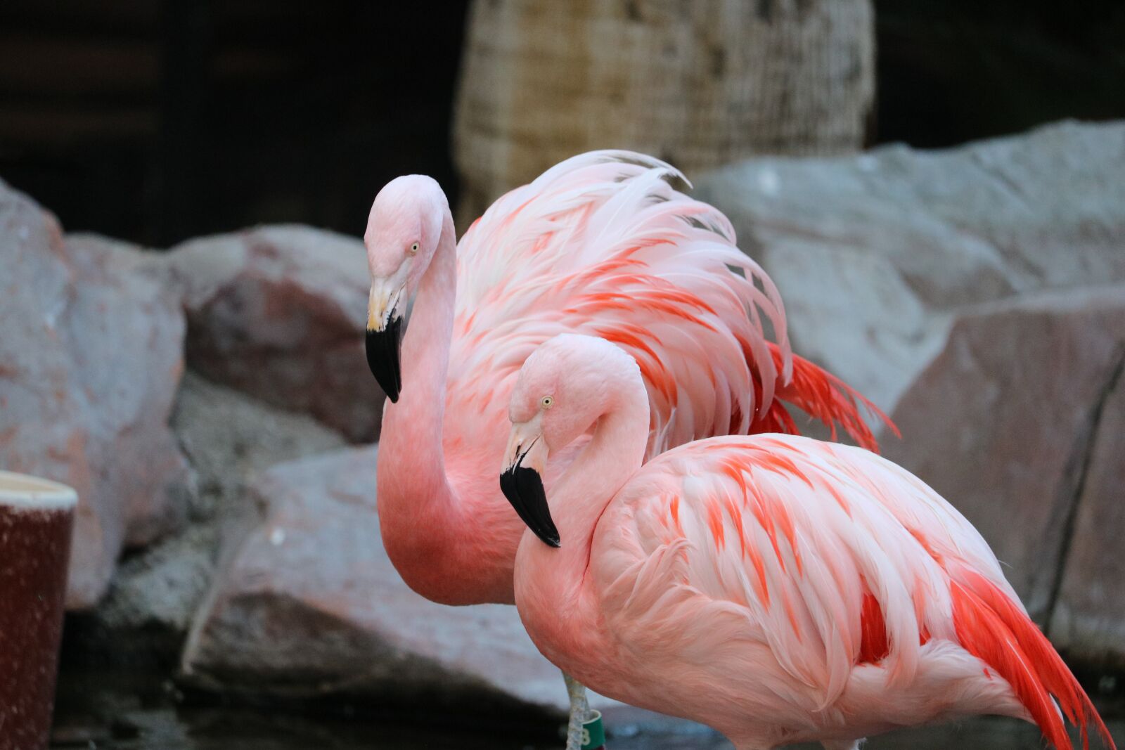 Canon EOS 750D (EOS Rebel T6i / EOS Kiss X8i) + Canon EF-S 55-250mm F4-5.6 IS STM sample photo. Flamingo, pink flamingo, colorful photography
