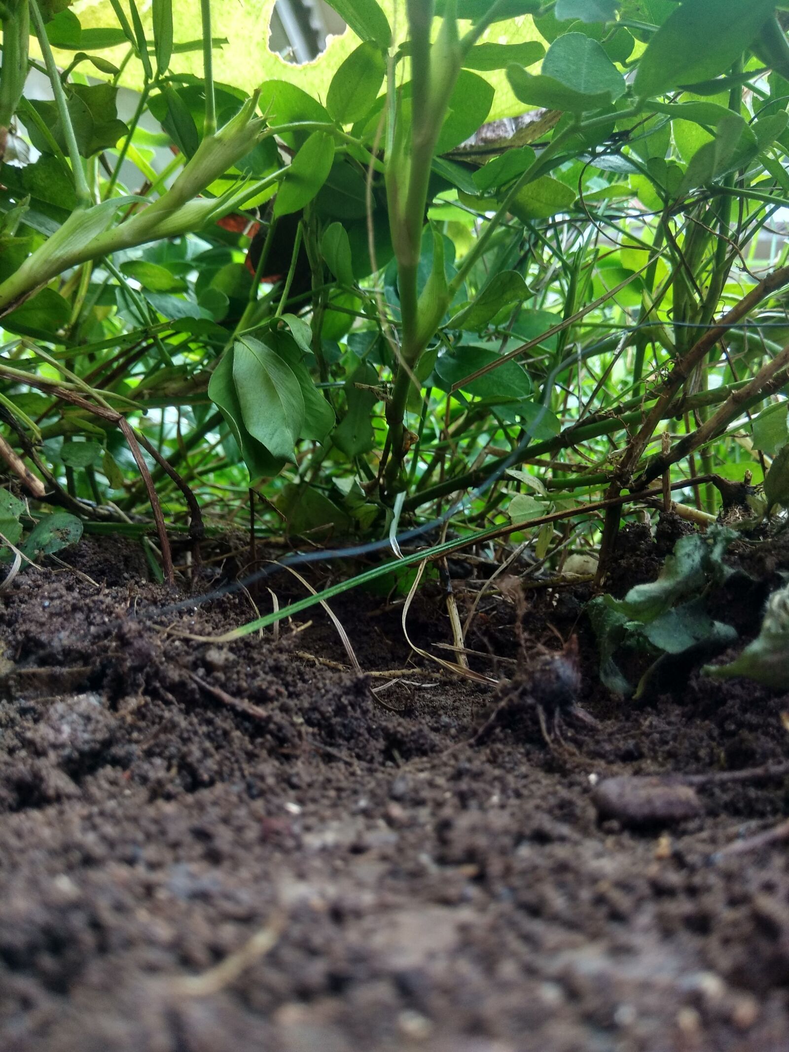 Xiaomi Redmi Note 4 sample photo. Nature, view, green photography