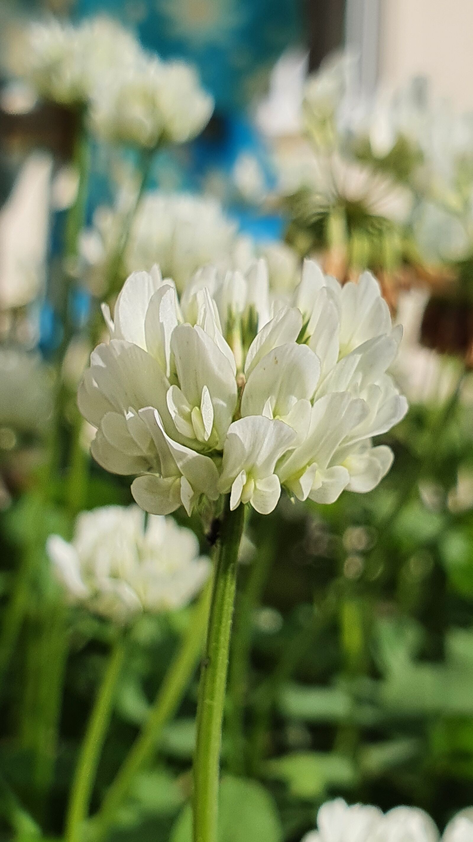 Samsung Galaxy S10+ sample photo. White clover, plant, nature photography