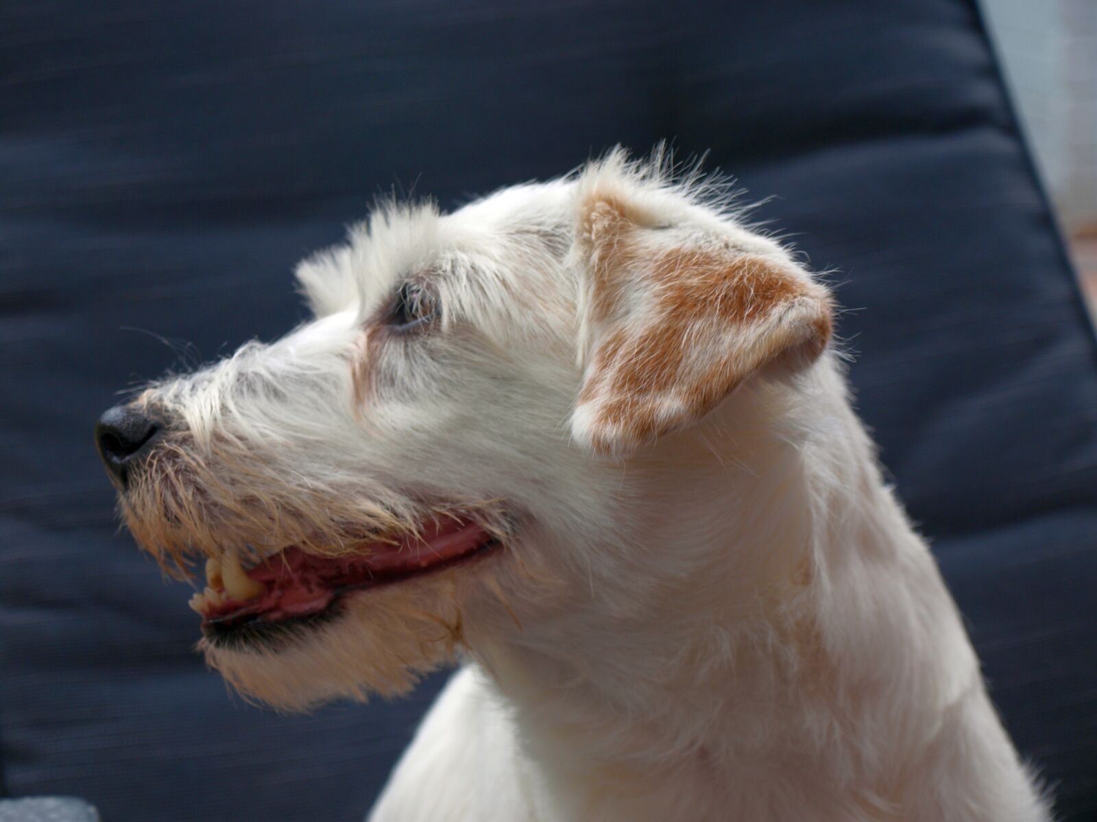 Olympus E-420 (EVOLT E-420) sample photo. Terrier, parson russell terrier photography