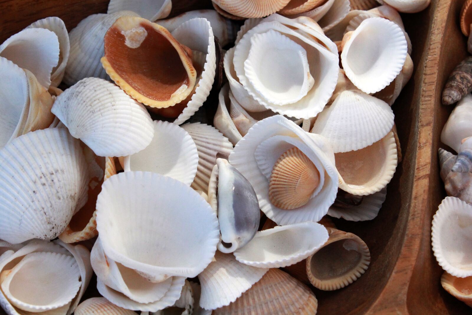 Canon EOS 550D (EOS Rebel T2i / EOS Kiss X4) sample photo. Shell, shells, seashell photography