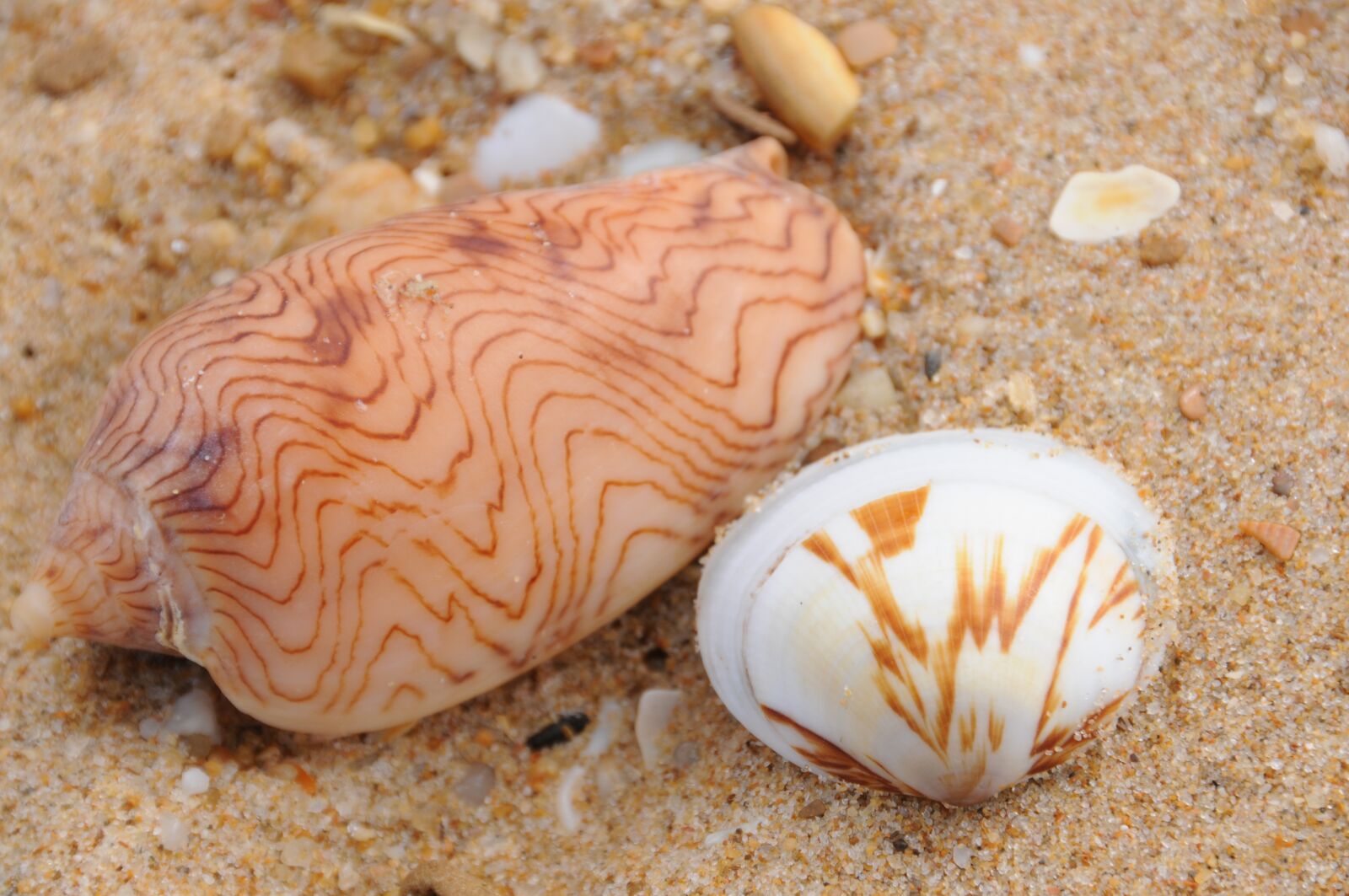 Nikon D300 sample photo. Shell, sea, beach photography