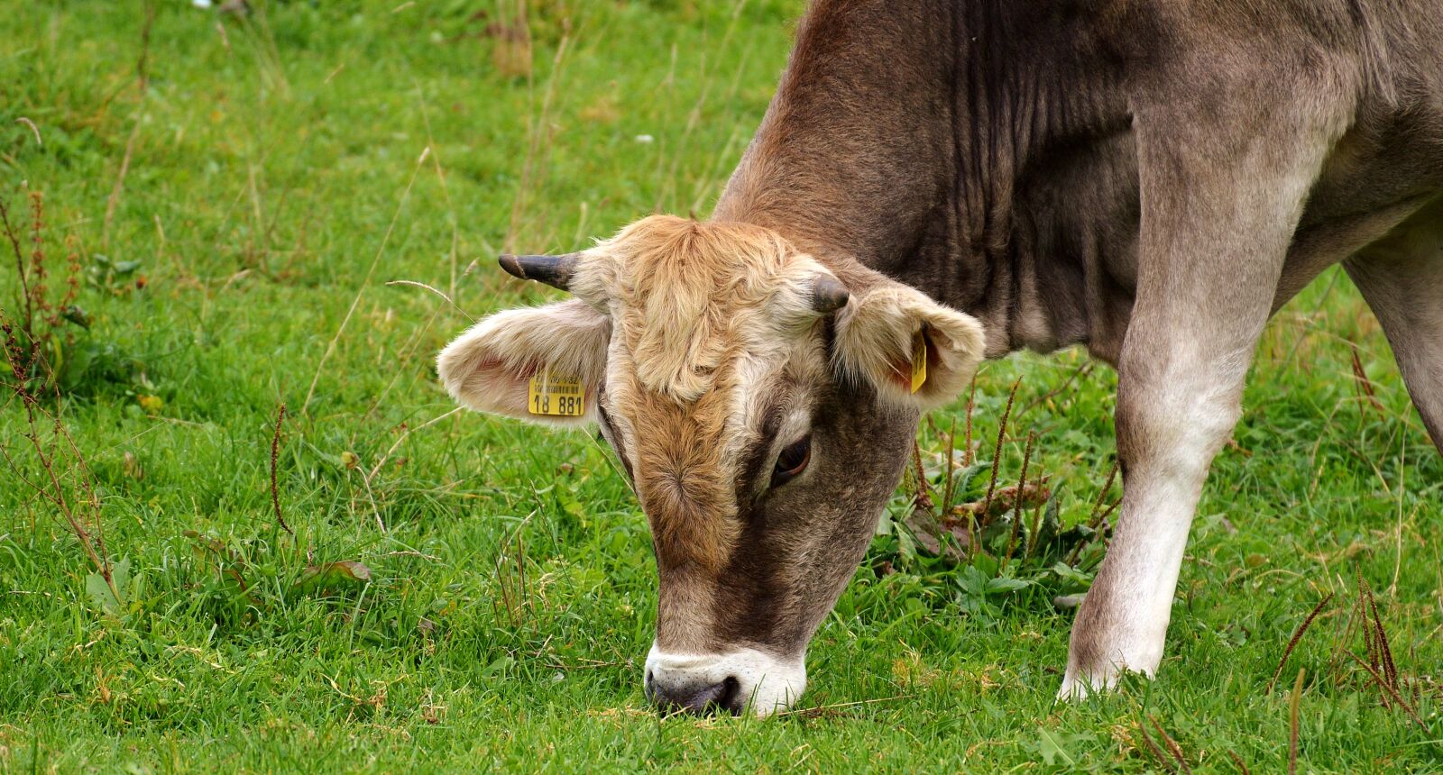 Nikon D3200 sample photo. Cow, allgäu, cows photography