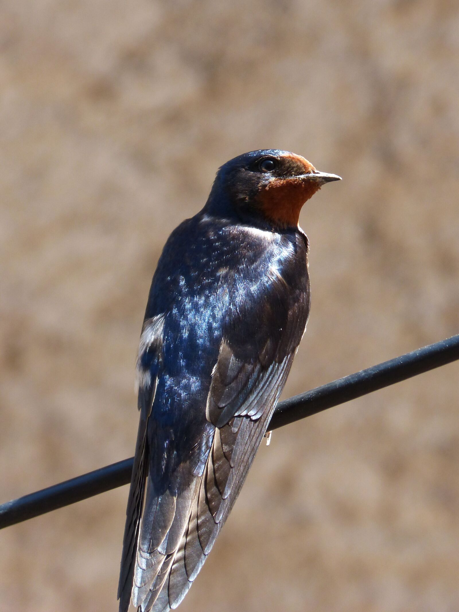 Panasonic DMC-FZ62 sample photo. Swallow, hirundo rustica, oreneta photography