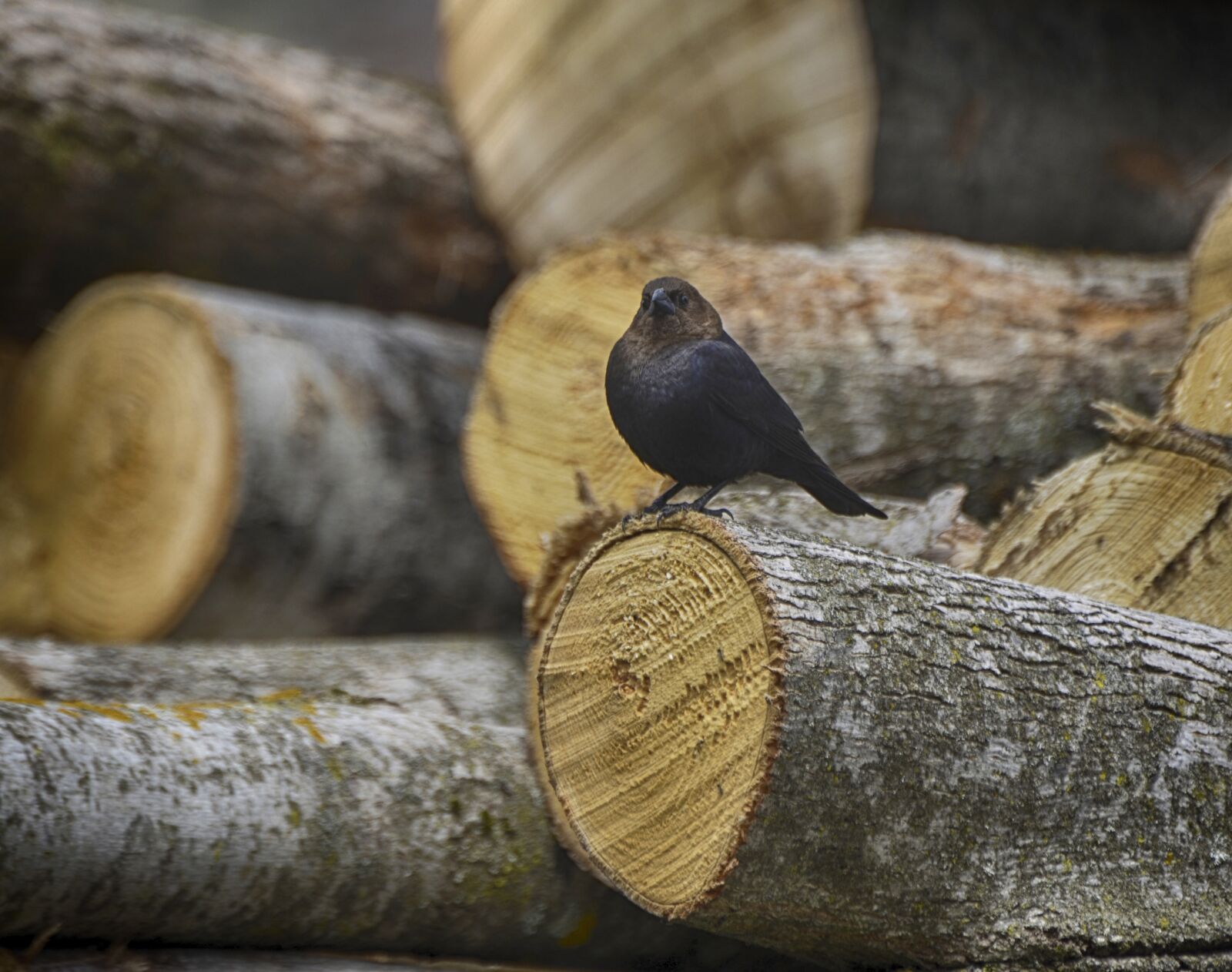 Nikon D7000 sample photo. Animal, bird, nature photography