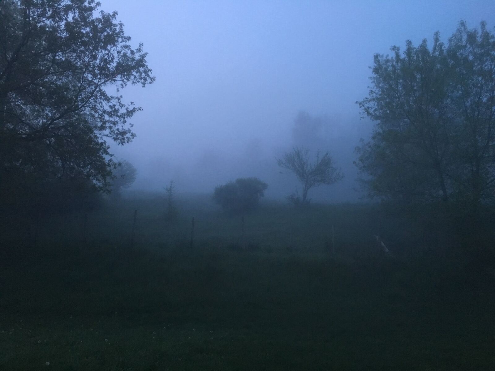 Apple iPhone 6s sample photo. Farm, fog, foggy photography