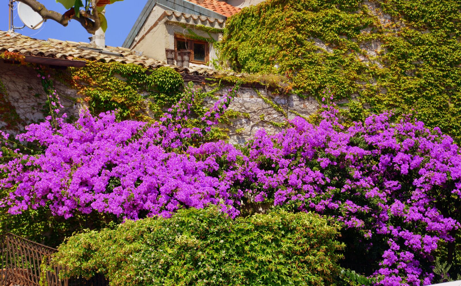 Nikon D7100 sample photo. Bloom, wall, flowers photography
