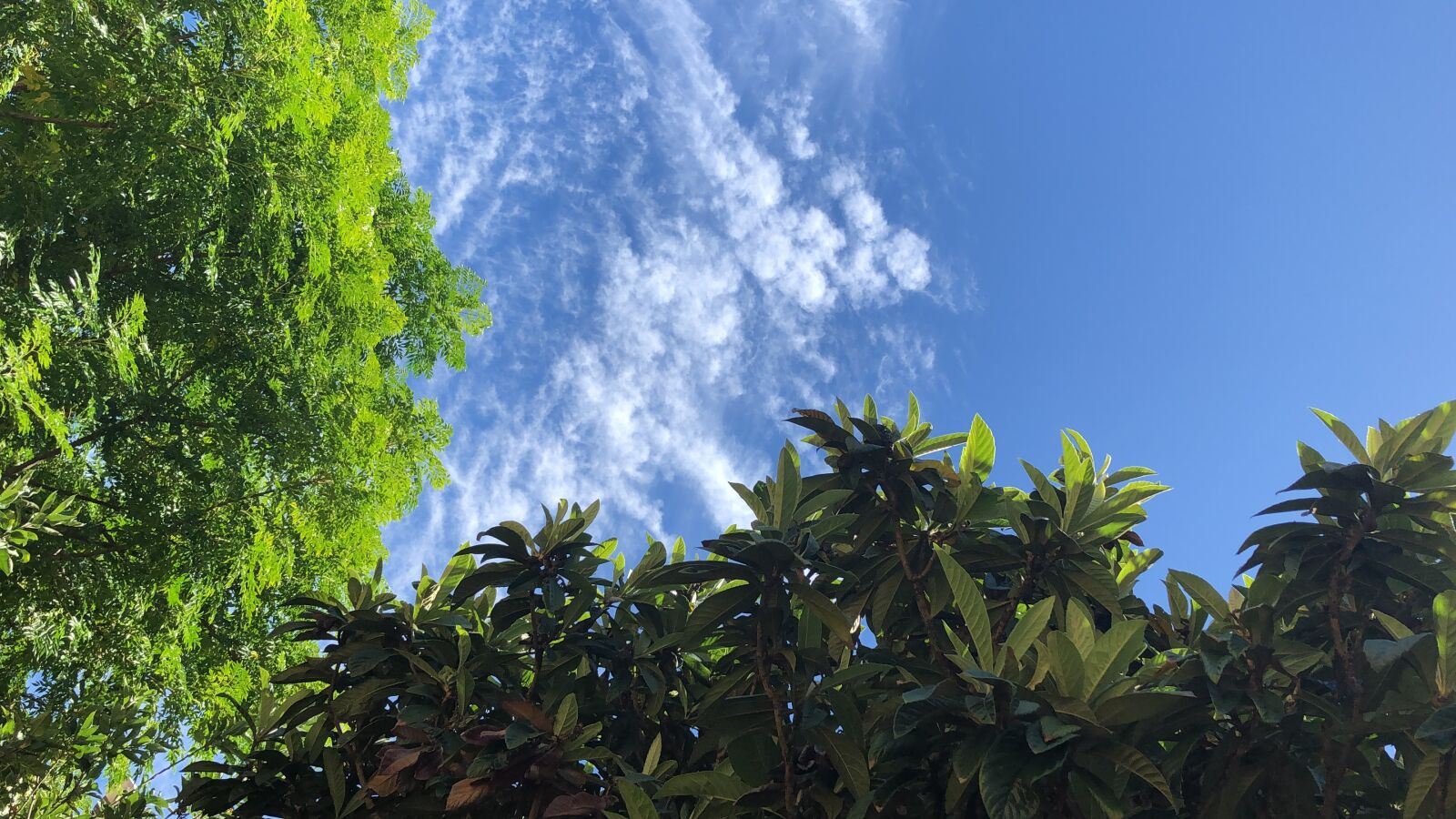 Apple iPhone X sample photo. Sky, tree, nature photography