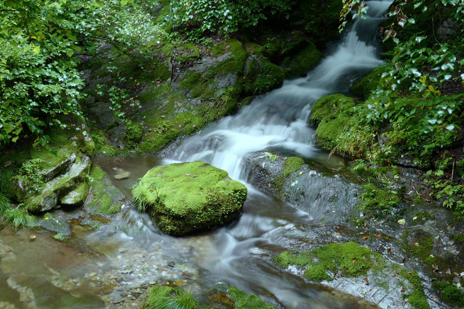 Leica Q (Typ 116) sample photo. Green, water, wood photography