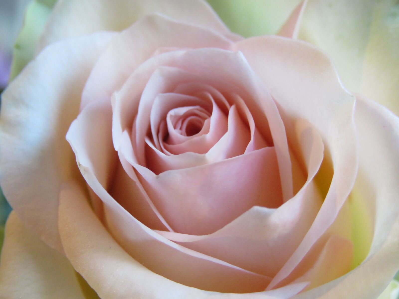 Canon PowerShot SX60 HS sample photo. Rose, pink, flower photography
