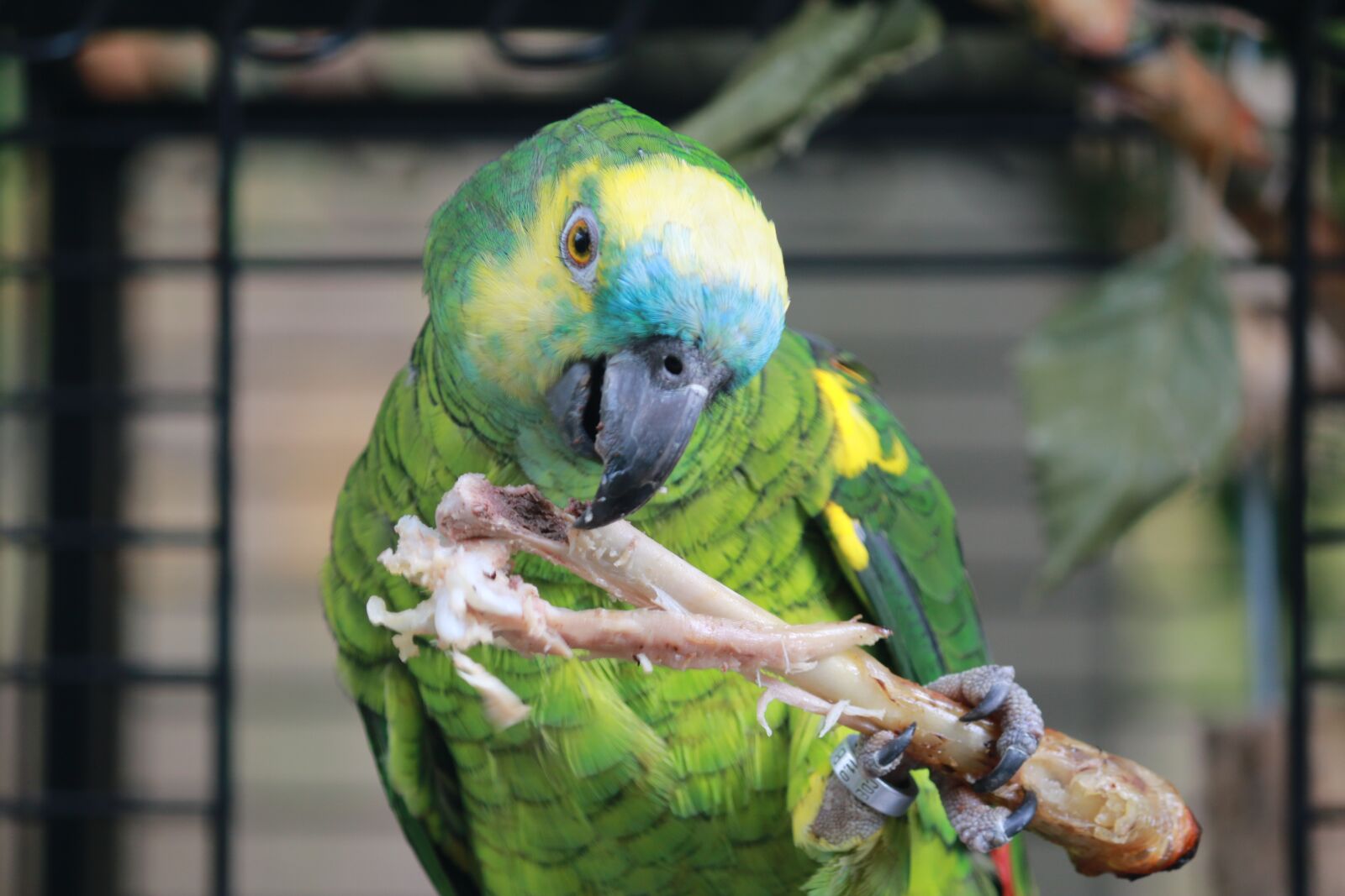 Canon EOS 70D sample photo. Parrot, amazon blue forehead photography