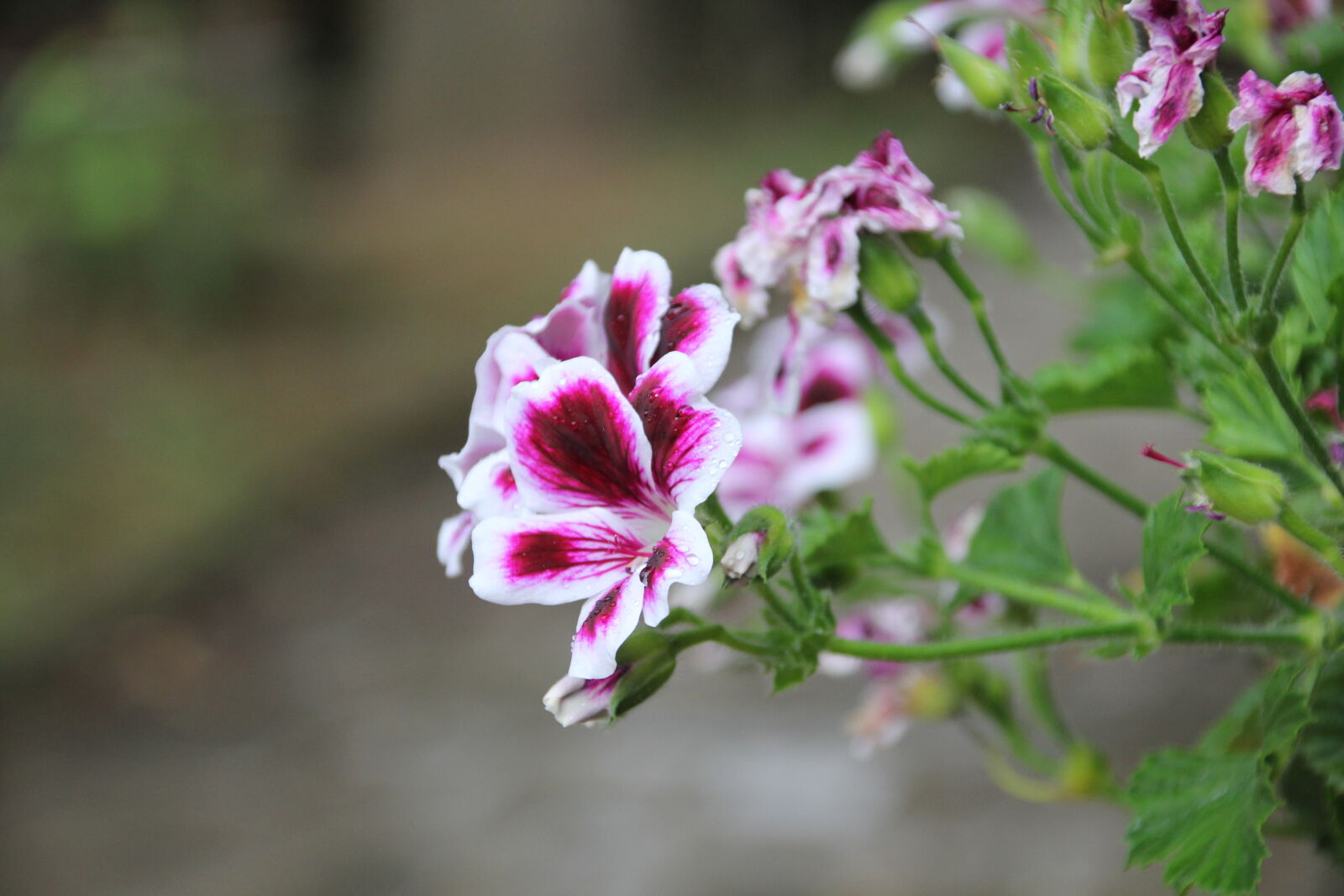 Tamron 18-200mm F3.5-6.3 Di II VC sample photo. Color, flawer, flowers, focus photography