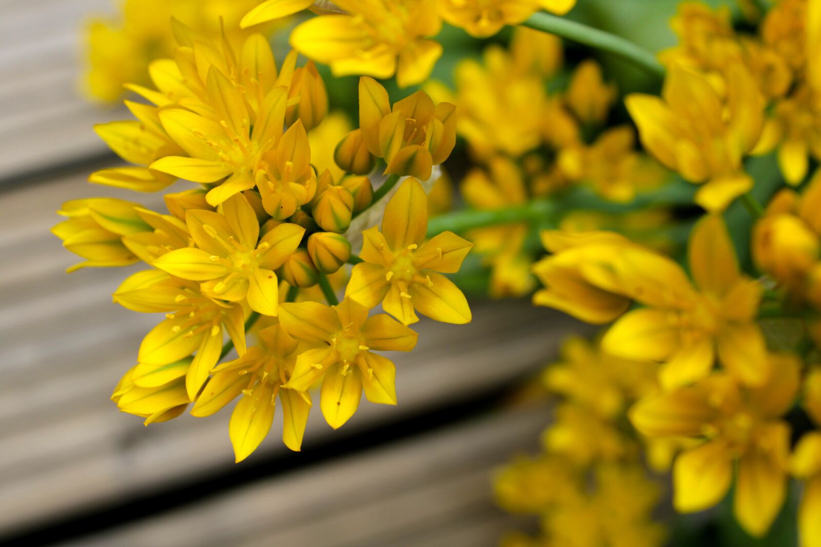 Canon EOS 2000D (EOS Rebel T7 / EOS Kiss X90 / EOS 1500D) sample photo. Ornamental onion, yellow, green photography