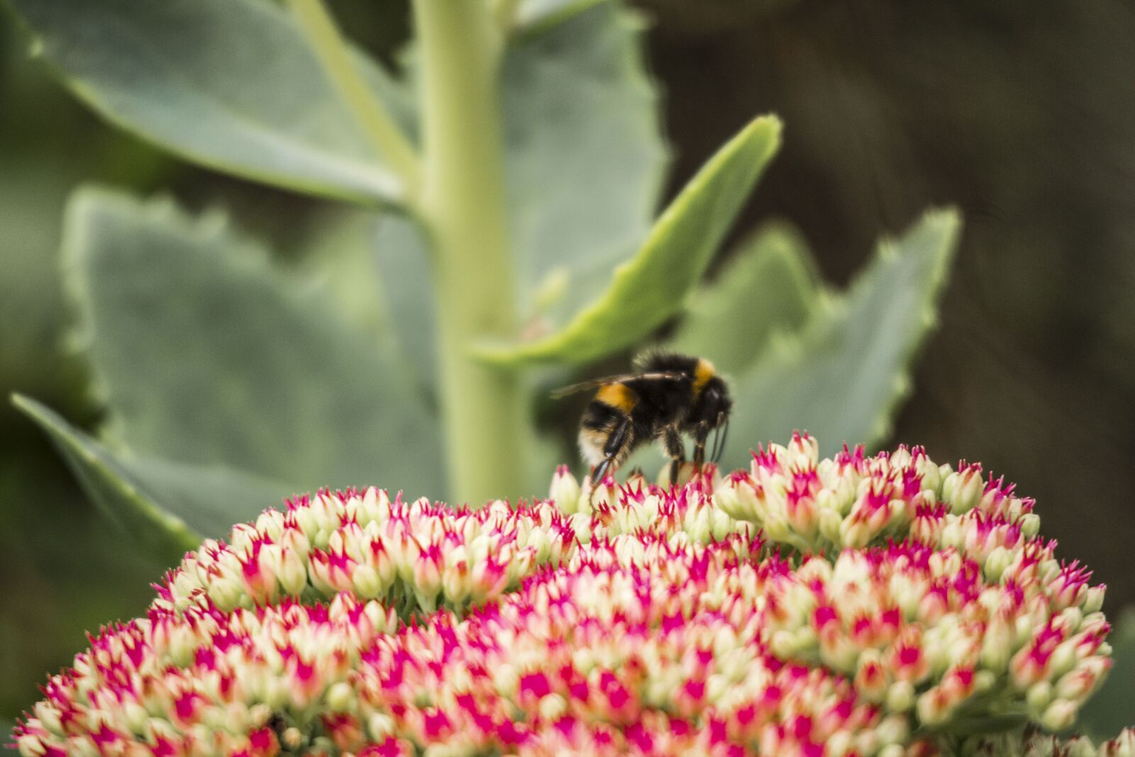 Canon EOS M sample photo. Bee, flower, spring photography