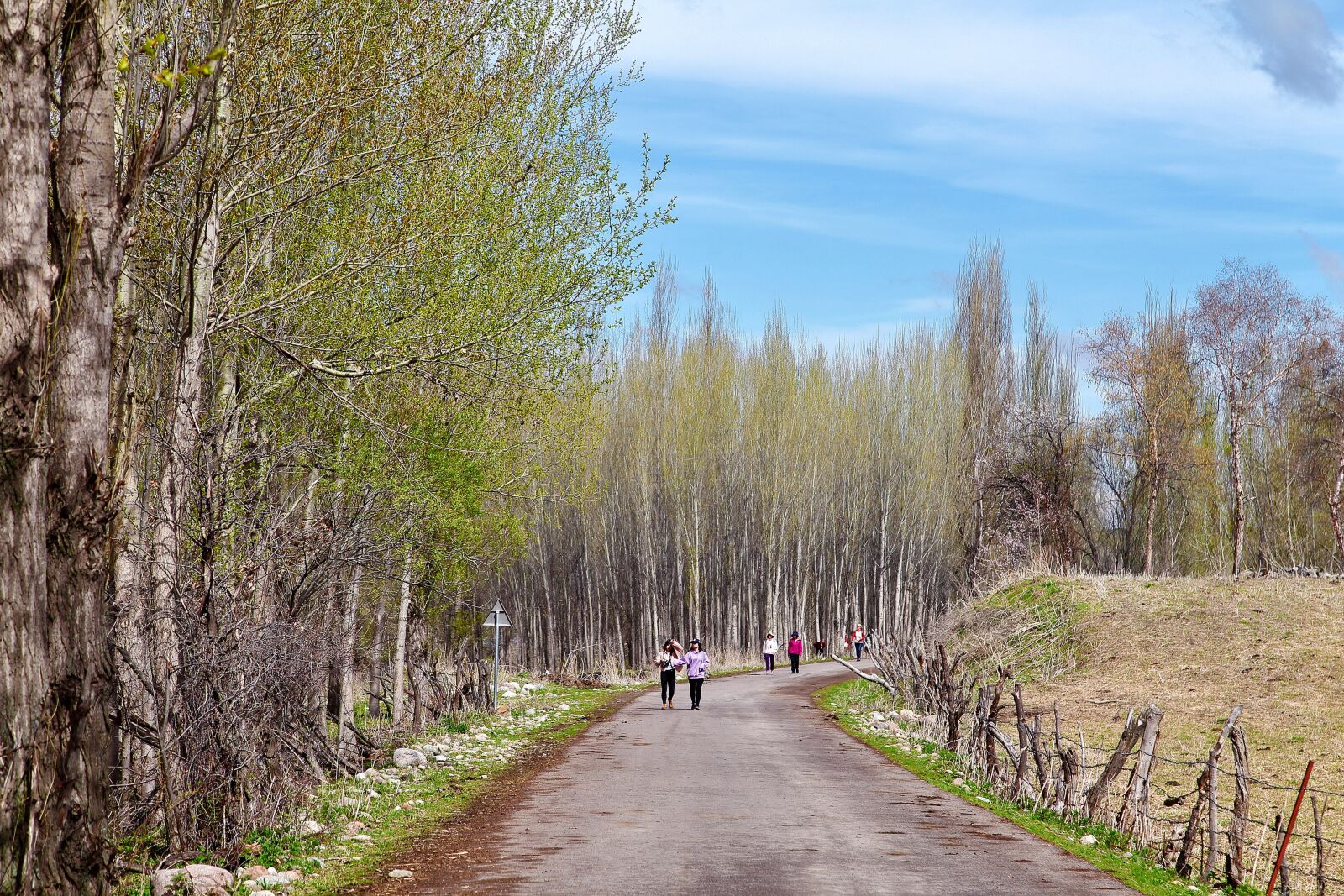 Canon EOS 5D Mark II sample photo. Tree, nature, landscape photography